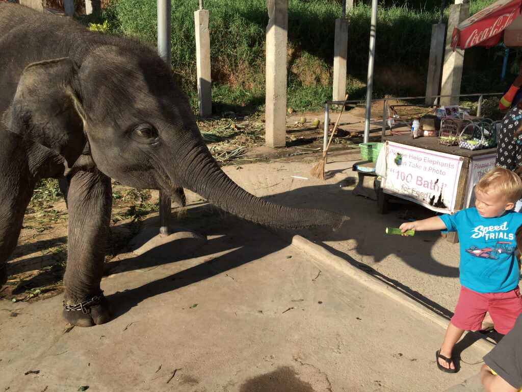 Grayson feeding the baby elephant!