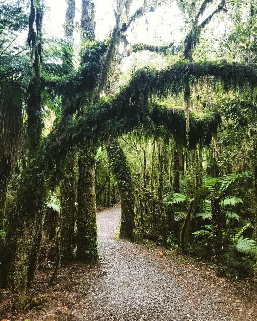 The most beautiful and peaceful forest I've ever been in!